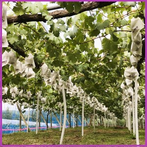 2026 早期受付 ぶどう ニューピオーネ 3~4房 約2kg 岡山県高梁市産 うめづぶどう園 化粧箱入り 葡萄 ブドウ 訳あり