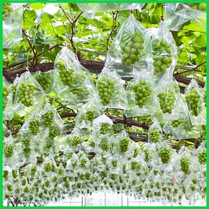 2026 早期受付 ぶどう シャインマスカット 3～4房 約2kg 岡山県高梁市産 うめづぶどう園 化粧箱入り 葡萄 ブドウ 訳あり