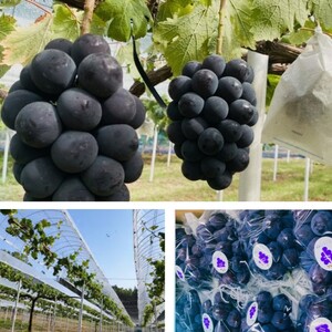 2026年 早期受付 ぶどう ピオーネ 約2kg(3~4房)岡山県高梁市産 まつむら農園 個装箱入り 葡萄 ブドウ 贈り物