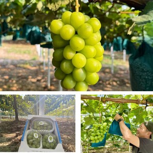 2026年 早期受付 ぶどう シャインマスカット 約２kg（3～4房）大粒  岡山県高梁市産 個装箱入り 葡萄 ブドウ 贈り物