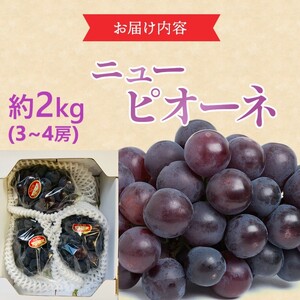 2026年 早期受付 ぶどう ピオーネ 約2kg（3～4房）岡山県高梁市産 沖島ファーム 化粧箱入り 葡萄 ブドウ 贈答用