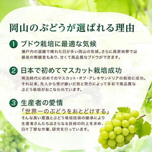 2026年 早期受付【高島屋選定品】シャインマスカット 約480g×1房 岡山県高梁市産 個装箱入り 葡萄 ブドウ 贈り物