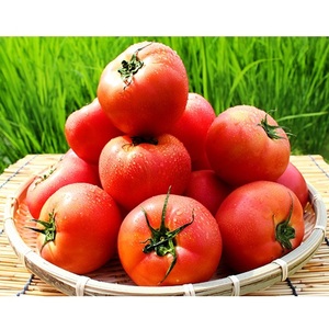 2026年 早期受付 麗月トマト 約4kg 野菜 トマト とまと 岡山県 高梁市産 産地直送