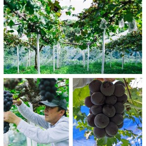 2026年 早期受付 ぶどう 訳あり ニューピオーネ 2kg以上(3～5房) 数量限定 岡山県 高梁市産