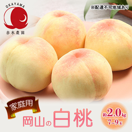 桃 2026年 先行予約 ご家庭用 岡山の白桃 約2.0kg 7～9玉 白桃 もも モモ フルーツ 果物 国産 赤木農園