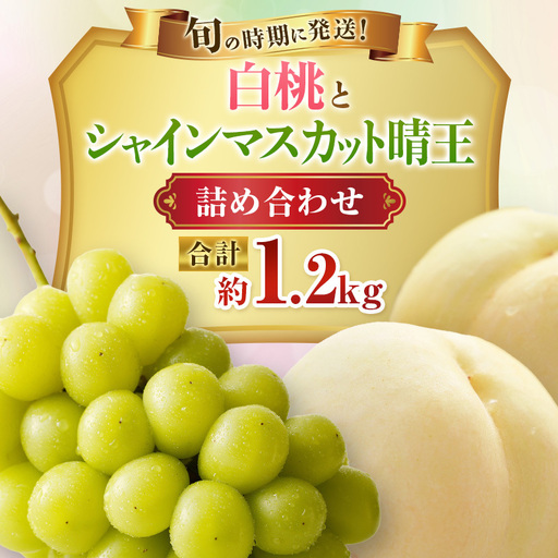 【2026年先行受付】 白桃 シャインマスカット 晴王 約1.2kg セット 桃 2玉 ぶどう 1房 岡山県産  御中元 ギフト 御礼 プレゼント 御礼 御祝 御供 果物 くだもの フルーツ もも モモ 葡萄 ブドウ