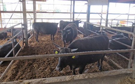 ［農林水産大臣賞受賞］備中牛 和牛ミンチ 800g お肉 ハンバーグ 