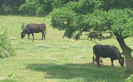 ［農林水産大臣賞受賞］備中牛 和牛スタンダードセット 1.6kg お肉 牛肉 ロース ミンチ 