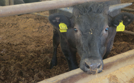 ［農林水産大臣賞受賞］備中牛 和牛すき焼き用スライス 800g お肉 牛肉 