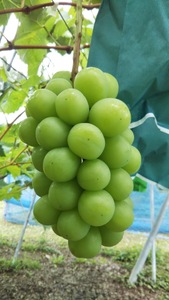 米谷ブドウ農園 シャインマスカット 約2kg 3~4房 【先行予約 10月から順次発送】