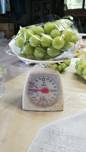 米谷ブドウ農園 シャインマスカット 約2kg 3~4房 【先行予約 10月から順次発送】