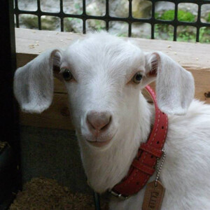 米谷ブドウ農園 シャインマスカット 約2kg 3~4房 【先行予約 10月から順次発送】