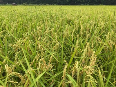 令和7年産 にいみ源流米「コシヒカリ」5kg(5kg×1袋)