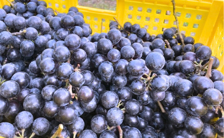 黒髪山葡萄園 赤ワイン 750ml ふなおワイナリー醸造 1本