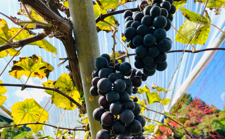 黒髪山葡萄園 赤ワイン 750ml ふなおワイナリー醸造 1本
