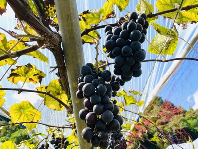 黒髪山葡萄園 赤ワイン 白ワイン 2本セット