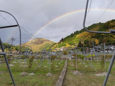 黒髪山葡萄園 赤ワイン 白ワイン 2本セット