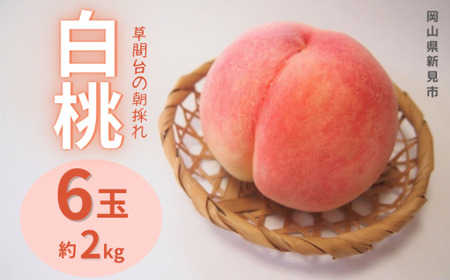 草間台の朝採れ白桃1箱 約2kg 6玉 【先行予約 7月下旬から発送】