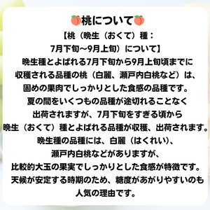 詰合せ 白桃 晩生種 2玉 ニューピオーネ 1房 合計約1.0kg 岡山県産 【先行予約 2026年8月下旬から順次発送】