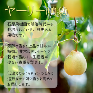 ヤーリー (鴨梨)  2kg 贈答箱 赤秀 3～6玉【先行予約 2026年11月中旬から順次発送】
