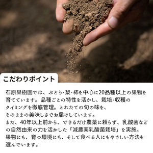 ヤーリー (鴨梨)  2kg 贈答箱 赤秀 3～6玉【先行予約 2026年11月中旬から順次発送】