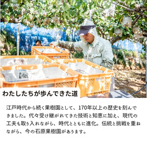 ヤーリー (鴨梨)  2kg 贈答箱 赤秀 3～6玉【先行予約 2026年11月中旬から順次発送】