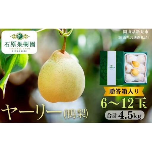 ヤーリー (鴨梨)  4.5kg 贈答箱 6～12玉 【先行予約 2026年11月中旬から順次発送】