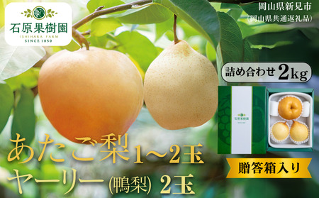 詰め合わせ 2kg 贈答箱 赤秀 あたご梨1～2玉・ヤーリー(鴨梨)2玉 【先行予約 2026年11月中旬から順次発送】