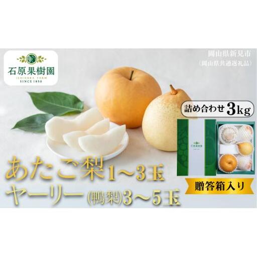詰め合わせ 3kg 贈答箱 赤秀 あたご梨1～3玉・ヤーリー(鴨梨)3～5玉 【先行予約 2026年11月中旬から順次発送】