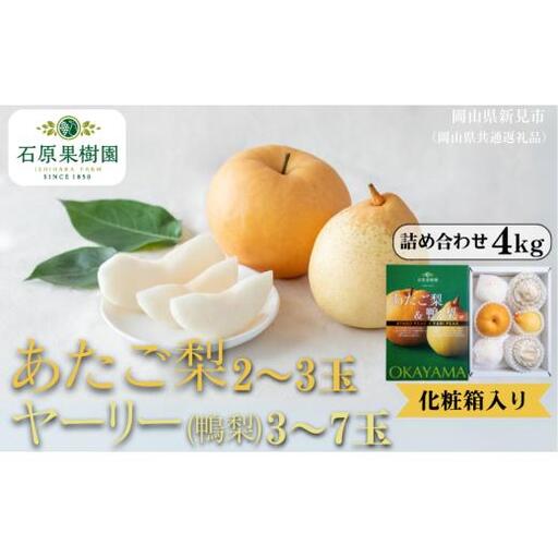 詰め合わせ 4kg 贈答 化粧箱 赤秀 あたご梨2～3玉・鴨梨3～7玉 【先行予約 2026年11月中旬から順次発送】