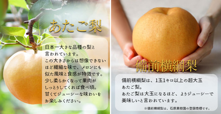 この冬お届け可能！ 備前横綱梨 1玉箱 赤秀 (1～1.4kg玉）【2026年2月までに順次発送】