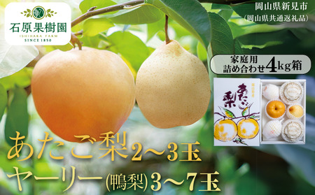 家庭用 詰め合わせ 4kg箱 青秀 あたご梨2～3玉・ヤーリー(鴨梨)3～7玉【先行予約 2026年11月中旬から順次発送】 6,840円