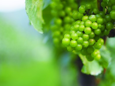 岡山ワインバレーのSparklingHAKUBI（スパークリング白ワイン・辛口）東京ワイナリー醸造