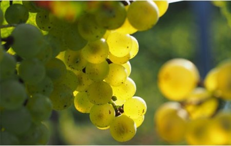 岡山ワインバレー 白ワイン 荒戸山ワイナリー醸造 750ml