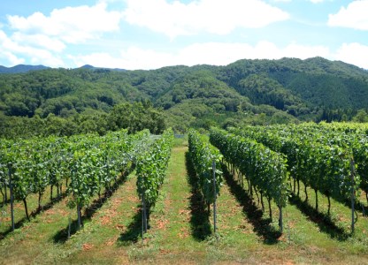 岡山ワインバレー 白ワイン 樽熟成 荒戸山ワイナリー醸造 750ml