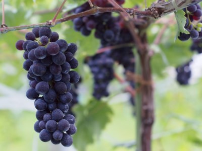 岡山ワインバレー 赤ワイン・白ワイン・スパークリング 3本セット 各750ml