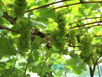 黒髪山葡萄園 白ワイン 720ml ひるぜんワイナリー醸造 1本