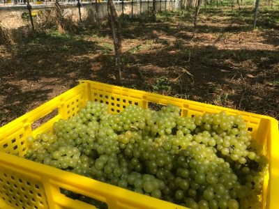黒髪山葡萄園 白ワイン 720ml ひるぜんワイナリー醸造 1本