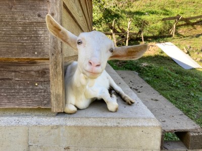 【5月~10月限定・ヤギ乳と牛乳】モッツァレラチーズ 約100g×5パック