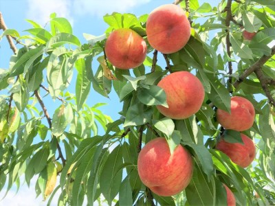 草間台の朝採れ白桃1箱 約3kg 8玉 【先行予約 7月下旬から発送】