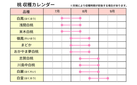 草間台の朝採れ白桃1箱 約3kg 8玉 【先行予約 7月下旬から発送】