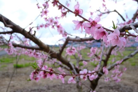 おかやま夢白桃 約2kg 8～9玉 【先行予約 7月下旬から順次発送】