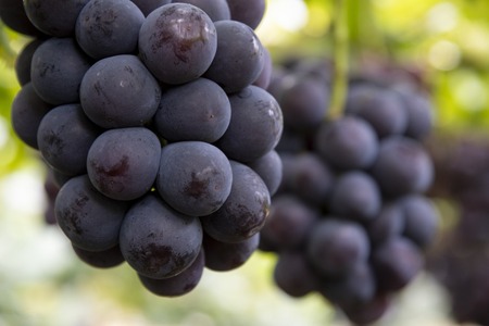 もりおか農園 よろこびぶどう ピオーネ 約2kg 3～4房 【先行予約 9月上旬から順次発送】