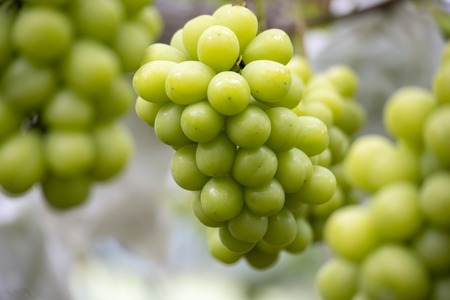 もりおか農園のよろこびぶどう シャインマスカット 約2kg 3~4房 【先行予約 10月上旬 から順次発送】