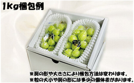 岡山県産 シャインマスカット 晴王 秀品 1kg【シャインマスカット】