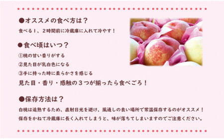 【2025年発送分 先行受付スタート！】岡山県産 白桃 最高ランク！ロイヤル約1.5kg 5～7玉（令和７年7月以降発送）