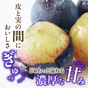【2026年発送分 先行受付スタート！】岡山県産 白桃とニューピオーネのセット（令和8年7月以降発送）【 白桃 ニューピオーネ セット 詰合せ フルーツ 果物 くだもの もも 桃 モモ 葡萄 ぶどう ブドウ 岡山県産 】