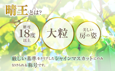 【2026年発送分 先行受付スタート！】岡山県産シャインマスカット「晴王」【ハウス栽培】約2kg（3～5房程度）（令和8年7月以降発送）【シャインマスカット 晴王】hz-s