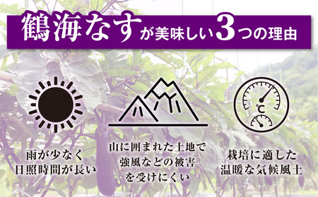 【2026年7月～8月頃発送】鶴海なすとドレッシング、たれのセット