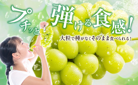 岡山県産 シャインマスカット 晴王 秀品 約1kg 2房【シャインマスカット】hz-s